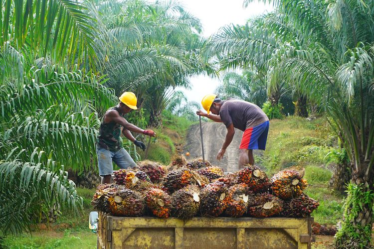 Kejaksaan Agung Periksa 4 Saksi Terkait Kasus Korupsi Pengelolaan Dana Sawit BPDPKS